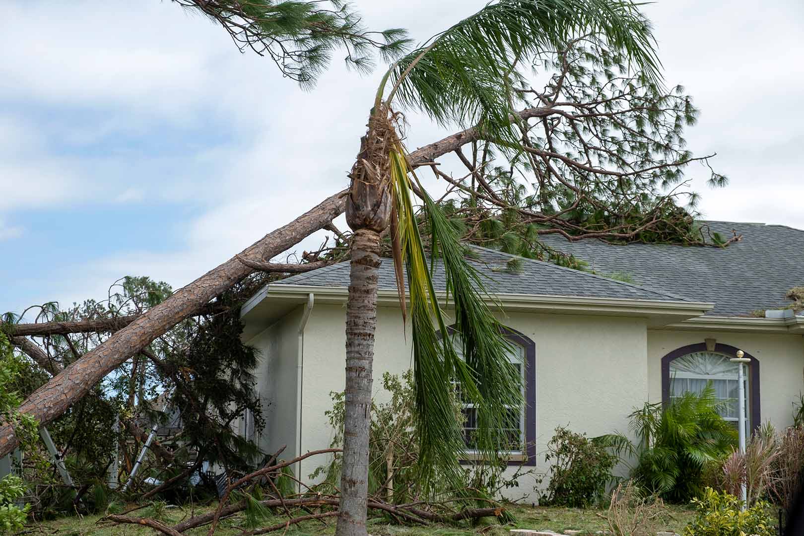 Roofing Damage From Trees